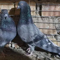 کبوتر ساعتی کاشان|پرنده|آران و بیدگل, |دیوار