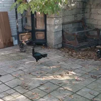 حیوانات مزرعه|حیوانات مزرعه|قائم‌شهر, |دیوار