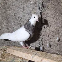 طوقی|پرنده|حمیدیا, |دیوار