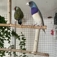 فنچ گلدین|پرنده|سیرجان, |دیوار