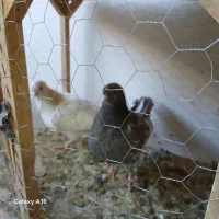 سلام ۴جفت جوجه درجه یک