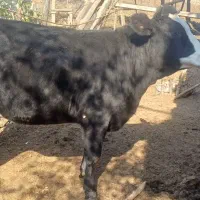 گاو تلیسه ابستن ۲راس|حیوانات مزرعه|دوزین, |دیوار