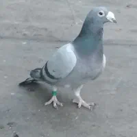 کبوتر مسافتی آلمانی|پرنده|مشهد, قائم|دیوار