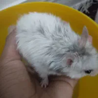 معاوضه همستر