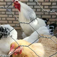 تخم مرغ نطفه دار برهما لایت|حیوانات مزرعه|مشهد, نوید|دیوار