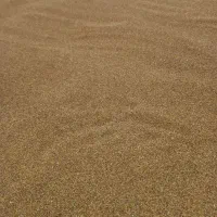 بذر یونجه درجه یک پایه بلند