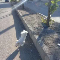 پامر|سگ|کرمانشاه, |دیوار