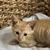 واگذاری بچه گربه نارنجی