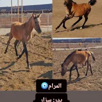 اسب|اسب و تجهیزات اسب‌سواری|سبزوار, قصبه غربی|دیوار