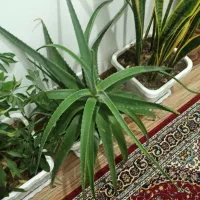 گل شاداب و دارویی آلوئه ورا|گل و گیاه طبیعی|نقده, |دیوار