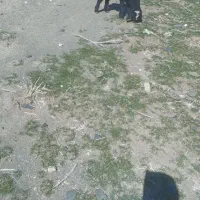 بره شیری|حیوانات مزرعه|جوکار, |دیوار