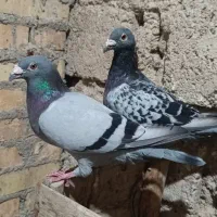 کبوتر پلاکی|پرنده|شادگان, |دیوار