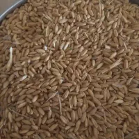 فروش گندم