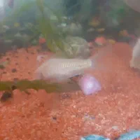 ساعت با ماهی|ساعت|گلبهار, شهر جدید گلبهار|دیوار