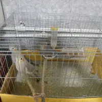 عروس هلندی|پرنده|تسوج, |دیوار