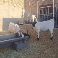 دو عدد بز پاکستانی درشت بدرد بخور