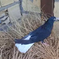 مایدوم دم سفید