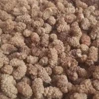 توت خشک امسال
