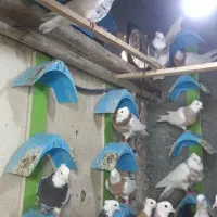 کفتر طوقی|پرنده|فردیس, فردیس|دیوار