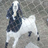 گوسفند|حیوانات مزرعه|بیکاه, |دیوار