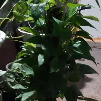 گل اپارتمانی|گل و گیاه طبیعی|قشم, |دیوار