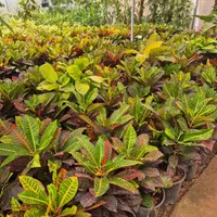 گل کروتن،قیمت تولیدی،گلخانه من