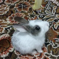 خرگوش مینیاتوری