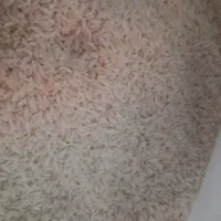 برنجه درجه یک  علی کاظمی سال دوم