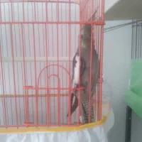 عروس ماده|پرنده|رفسنجان, |دیوار