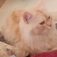 اسکاتیش پرشین نر جهت جفت گیری