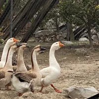 فروش تخم غاز