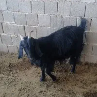 بزآبستن|حیوانات مزرعه|جهرم, |دیوار