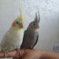 عروس هلندی مولد با جوجه سه ماهه دستی
