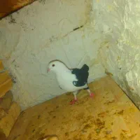 کفتر|پرنده|سربیشه, |دیوار