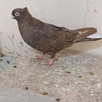 سوسنی و صرب|پرنده|مسجد سلیمان, |دیوار