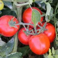 گوجه
