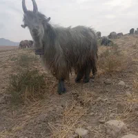 دوبور|حیوانات مزرعه|ایذه, |دیوار