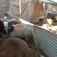 20جفت بره خوب|حیوانات مزرعه|سپیدان, |دیوار