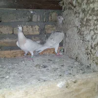 کبوتر|پرنده|مشهد, صیدآباد|دیوار