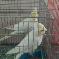 عزوس هلندی نروماده|پرنده|تهران, افسریه جنوبی|دیوار