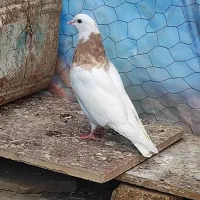 کبوتر طوقی زرد خال سیاه نر