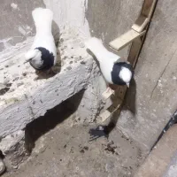 کبوتر طوقی|پرنده|شیروان (خراسان), |دیوار