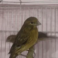 قناری|پرنده|شیراز, گل سرخ|دیوار