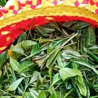 مناصفه باغ چای