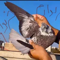 قوشی دم سفید