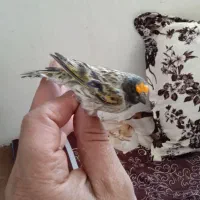 سهره گلبسر نر|پرنده|خسروشاه, |دیوار