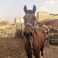 اسب