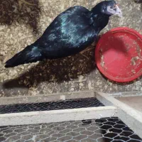 جوجه لاری ۵ ماهه|حیوانات مزرعه|دالخانی, |دیوار