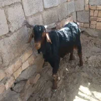 گوسفند فروشی
