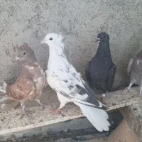 کبوتر دمگیر اصفهانی